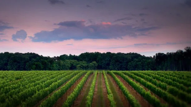 Rayson Winery and Vineyard